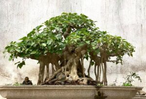 cây bồ đề