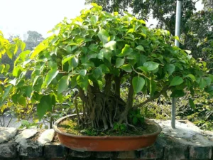 cây bồ đề