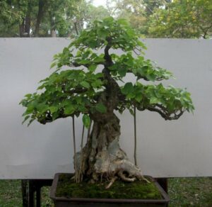 cây bồ đề