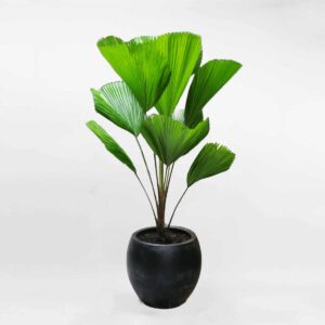 cây cọ nhật