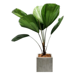 cây cọ nhật