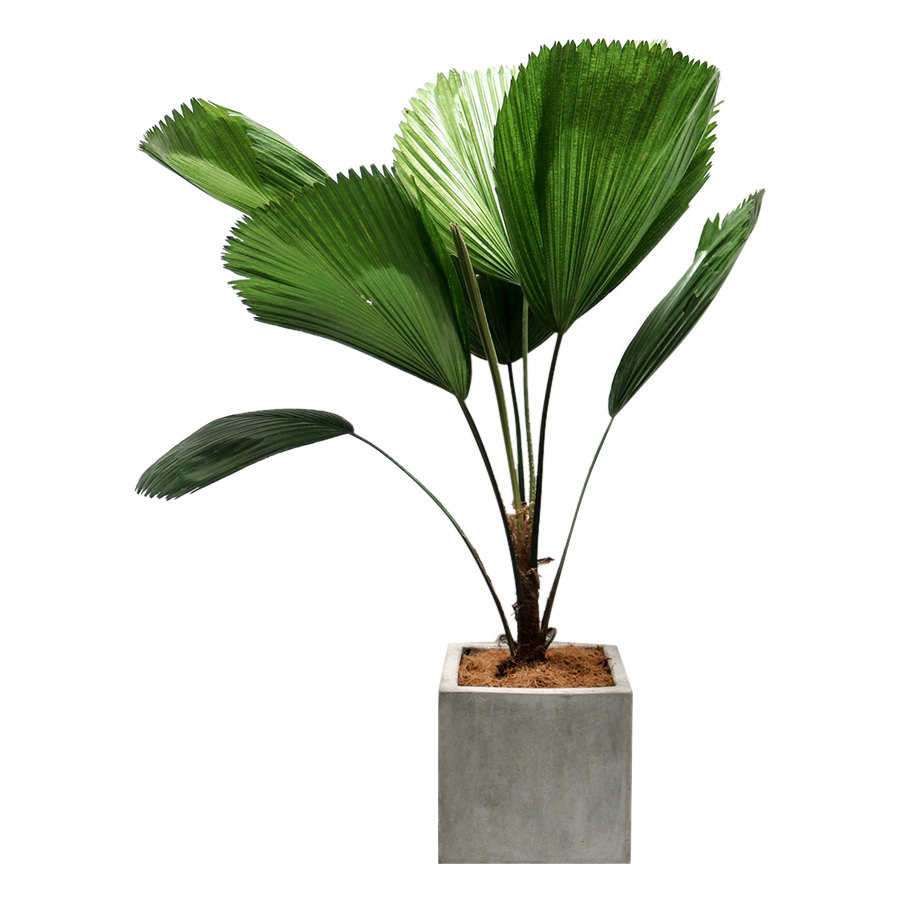 cay-co-nhat-3 cây cọ nhật