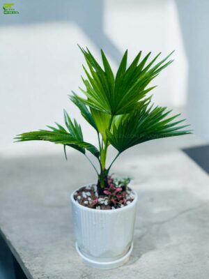 cây cọ ta