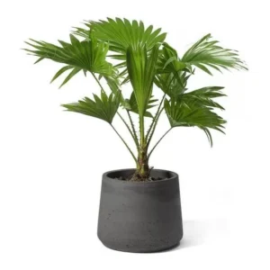 cây cọ ta