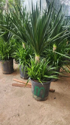 cây dứa agao