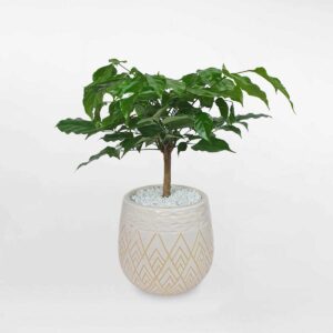 cây hạnh phúc để bàn