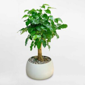 cây hạnh phúc để bàn