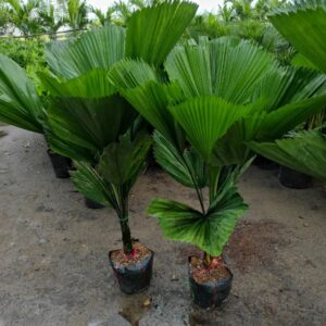 cây kè nhật (Cọ nhật)
