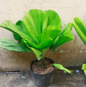 cây kè nhật (Cọ nhật)