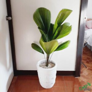 cây kè nhật (Cọ nhật)