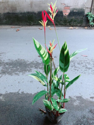 cây mỏ két