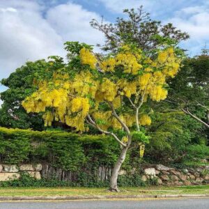 cây muồng hoàng yến