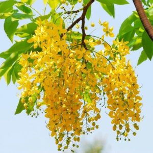 cây muồng hoàng yến