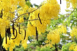 cây muồng hoàng yến