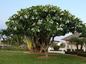 cây sứ đại