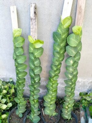 cây tắc kè
