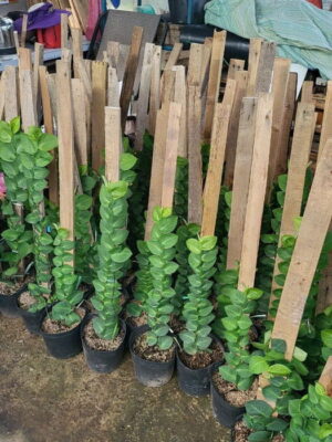 cây tắc kè