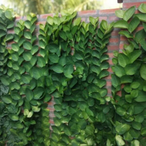 cây tắc kè
