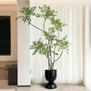 cây thiên trúc