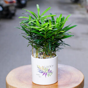 cây tùng la hán để bàn