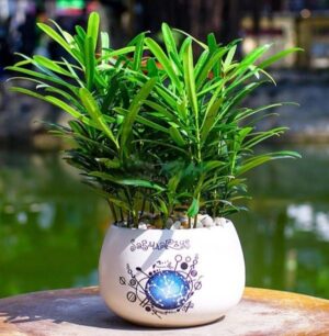 cây tùng la hán để bàn