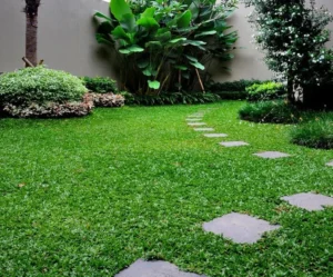 cỏ lá gừng