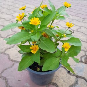 cúc mặt trời vàng