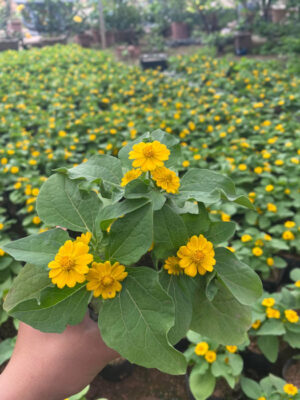 cúc mặt trời vàng