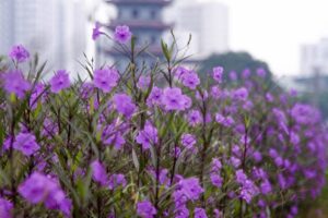 hoa chiều tím