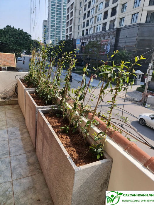 10 Mẫu Chậu Đá Mài Chữ Nhật Trang Trí Ban Công Chung Cư Đẹp Nhất