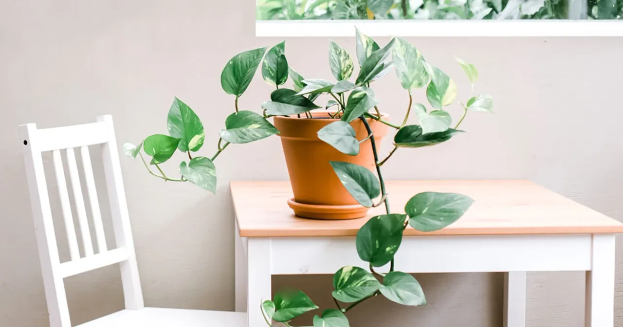 15 Loại cây lọc không khí tốt nhất nên đặt trong phòng ngủ