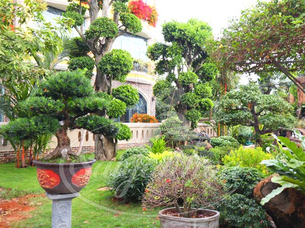 5 Sai Lầm Thường Gặp Khi Tự Thiết Kế Cảnh Quan Sân Vườn Biệt Thự
