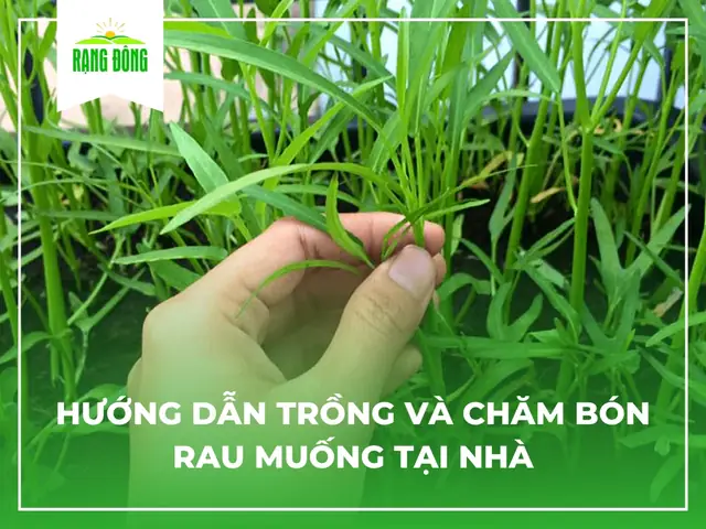 Bí kíp trồng rau muống, rau mầm trong thùng xốp ăn quanh năm tại nhà