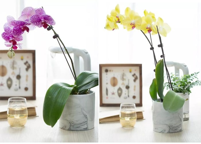 Cách chăm sóc hoa Lan Hồ Điệp sau khi hoa tàn để cây ra hoa đợt mới