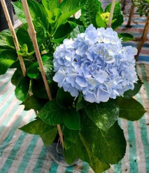 cẩm tú cầu
