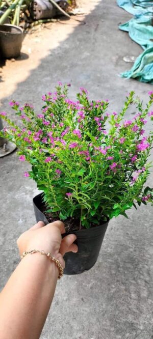cẩm tú mai