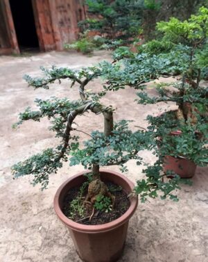 cây cần thăng
