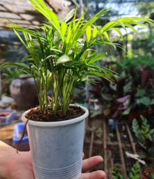 cây cau tiểu trâm