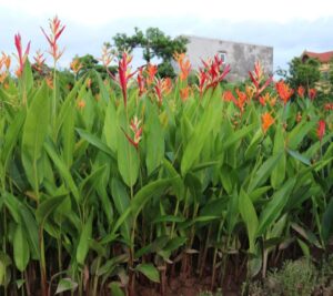 cây chuối mỏ két