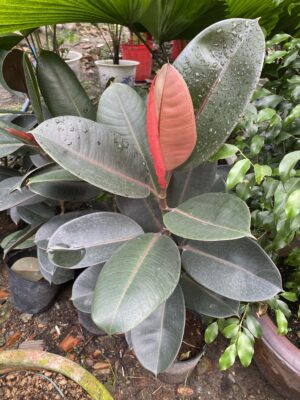 cây đa búp đỏ