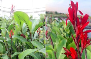 cây dong riềng đỏ