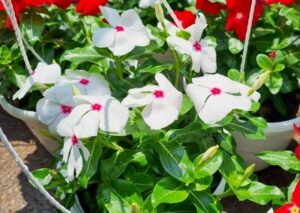 cây dừa cạn