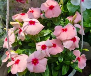 cây dừa cạn