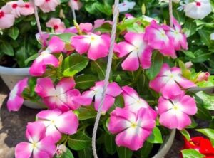 cây dừa cạn