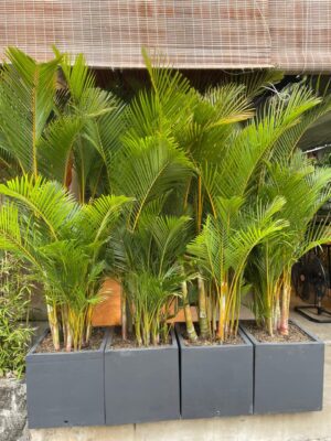 cây dừa cảnh