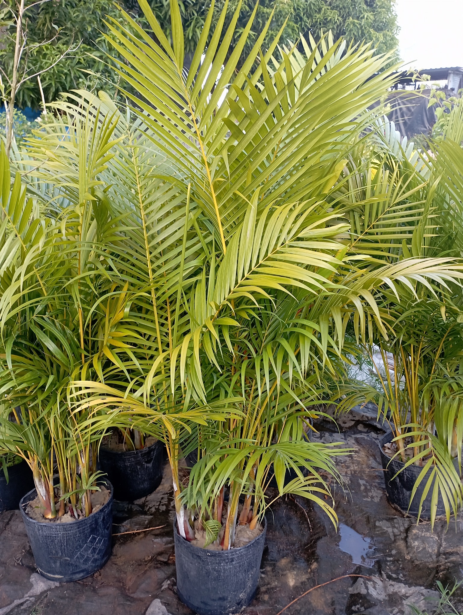 cay-dua-canh-2 cây dừa cảnh