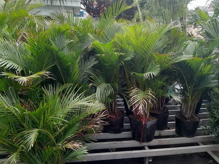 cay-dua-canh-3 cây dừa cảnh