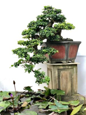 cây duối
