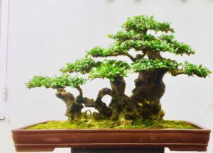 cây duối