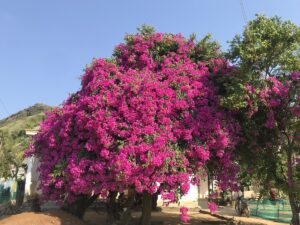 cây hoa giấy
